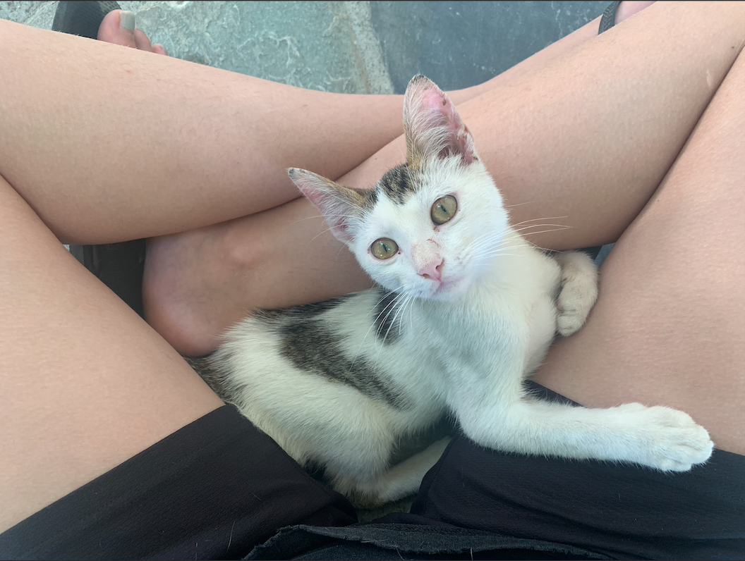 A small white and gray cat lying in Mary's lap.